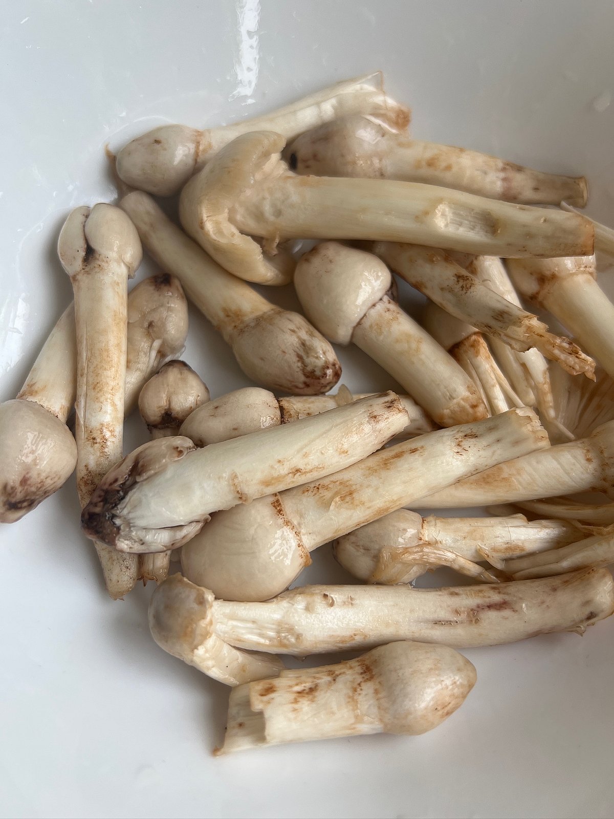 Olmi mushrooms