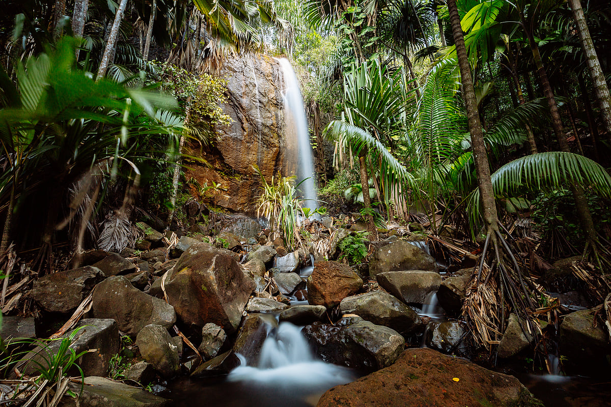 Vallée de Mai is a UNESCO World Heritage Site