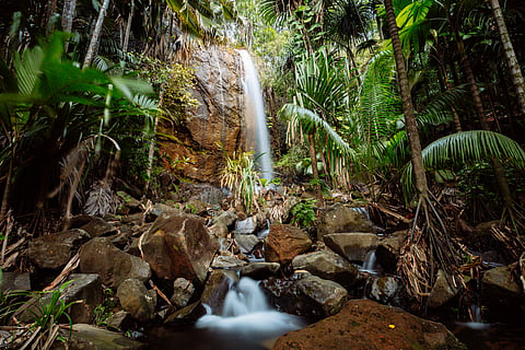 Vallée de Mai is a UNESCO World Heritage Site