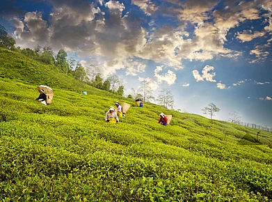 tushar koley/Shutterstock : Explore nearby tea gardens