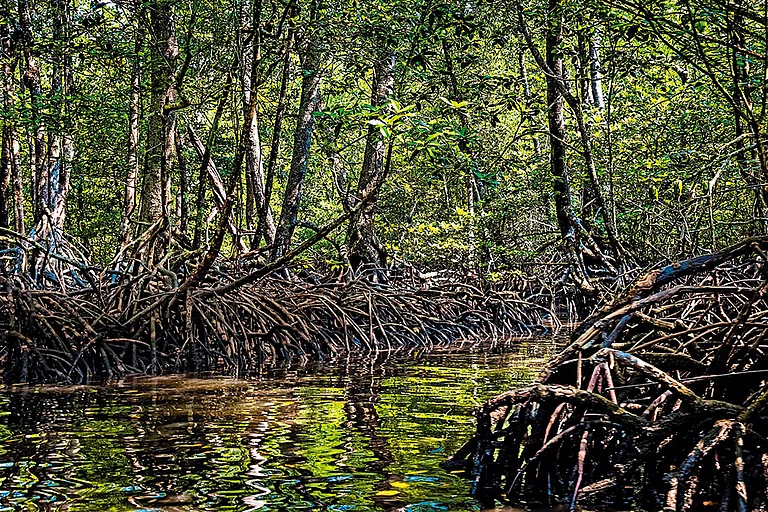 The mangroves of Baratang Island - Photos: Shutterstock