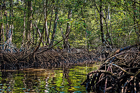 The mangroves of Baratang Island