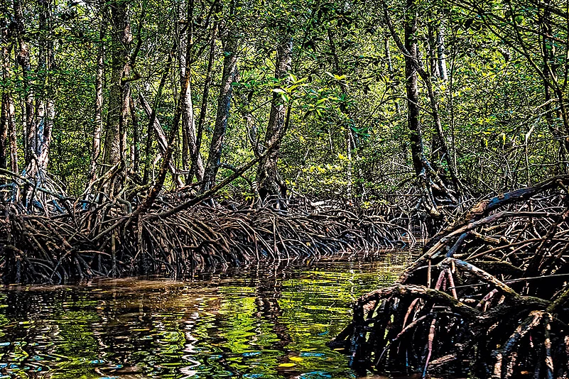 The mangroves of Baratang Island