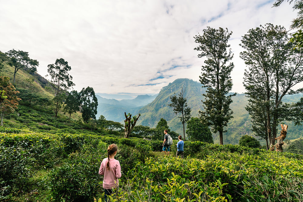 Breathtaking views over  tea plantations in Ella, Sri Lanka