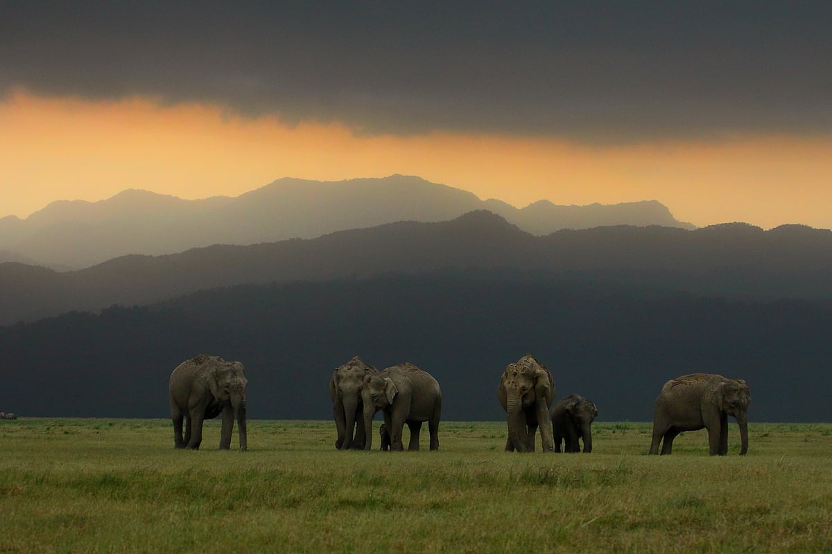 Elephant Herd at Jim Corbett National Park