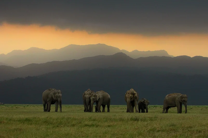 Elephant Herd at Jim Corbett National Park