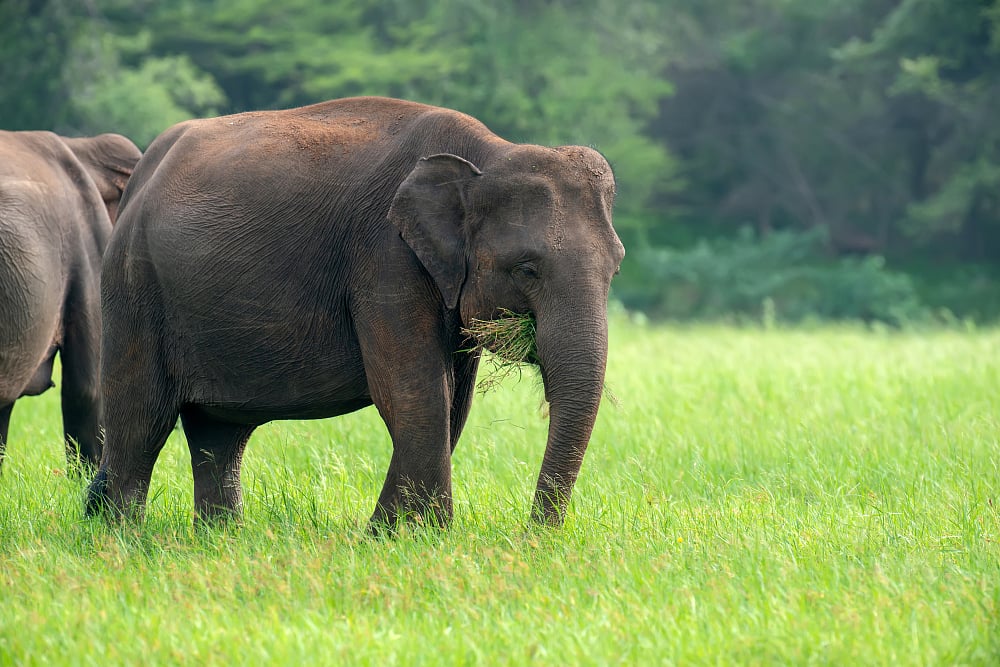 Elephants in Yalla National Park