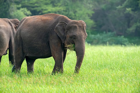 Elephants in Yalla National Park