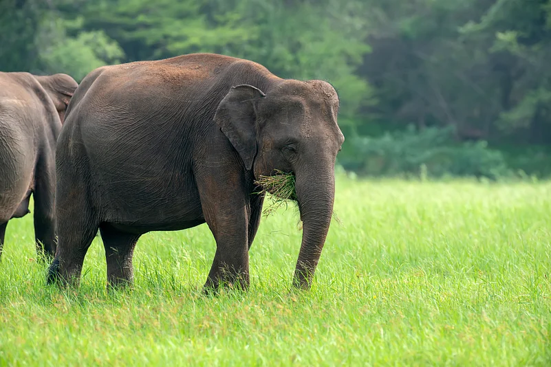 Elephants in Yalla National Park
