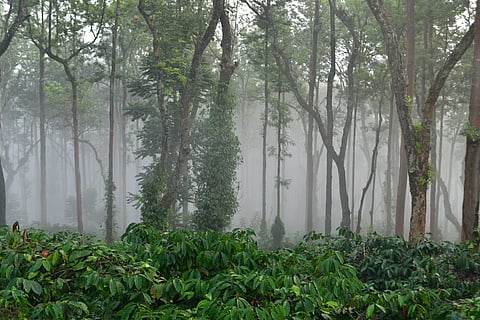 Vegetation around the Cottabetta estate