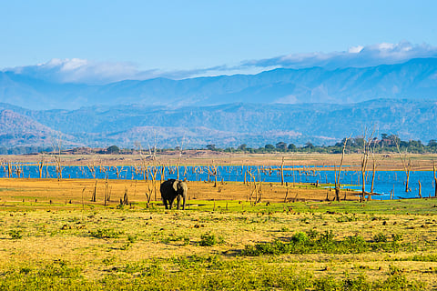 A lonely jumbo at Udawalawe National Park