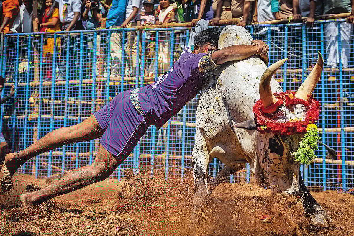 Jallikattu is a 2000-year-old bull-taming sport