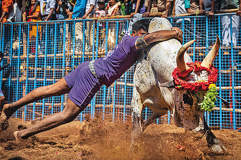 Jallikattu is a 2000-year-old bull-taming sport