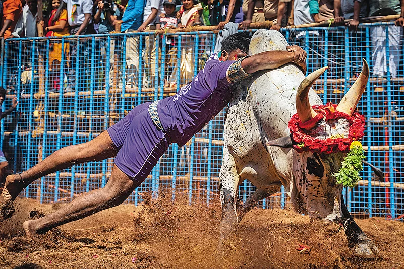Jallikattu is a 2000-year-old bull-taming sport