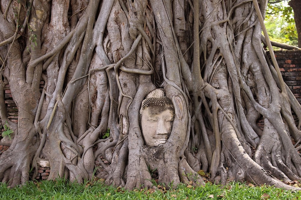 The Buddha head in Wat Mahathat, Phra Nakhon Si Ayutthaya, Thailand
