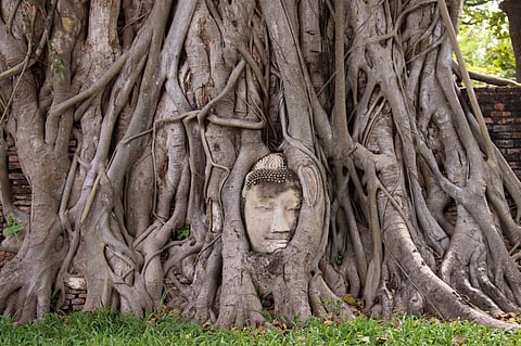 The Buddha head in Wat Mahathat, Phra Nakhon Si Ayutthaya, Thailand