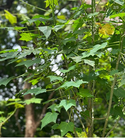 Chaya, or Tree Spinach