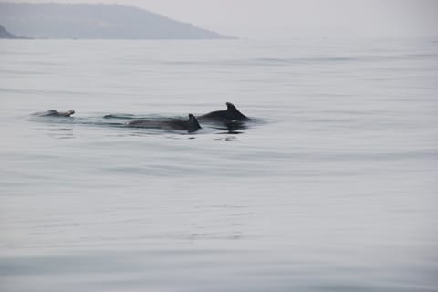 Dolpins in Chapora Bay