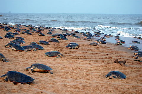 Olive ridley sea turtles at Rushikulya Beach