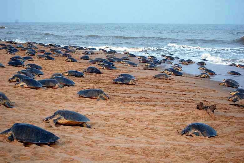 Olive ridley sea turtles at Rushikulya Beach