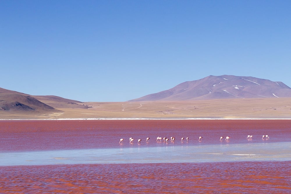 The stunning Laguna Colorada in Bolivia is a Ramsar Wetland. The lake is home to vast numbers of flamingos