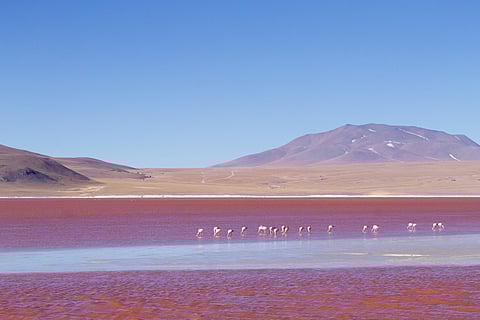 The stunning Laguna Colorada in Bolivia is a Ramsar Wetland. The lake is home to vast numbers of flamingos
