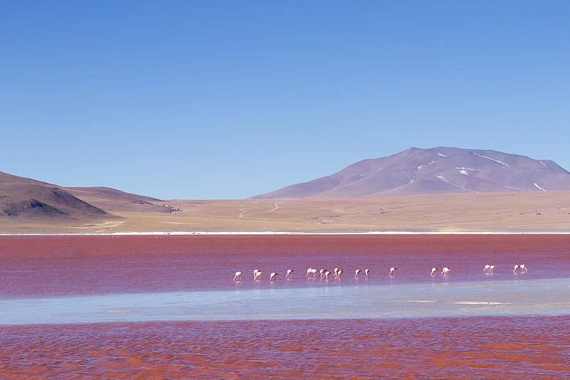 The stunning Laguna Colorada in Bolivia is a Ramsar Wetland. The lake is home to vast numbers of flamingos
