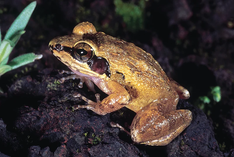 A frog at the Phansad Wildlife Sanctuary