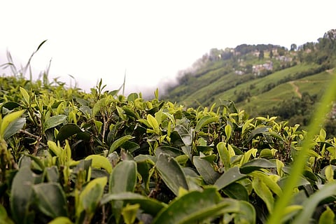Darjeeling tea commands a global repute