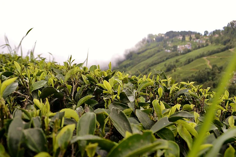 Darjeeling tea commands a global repute