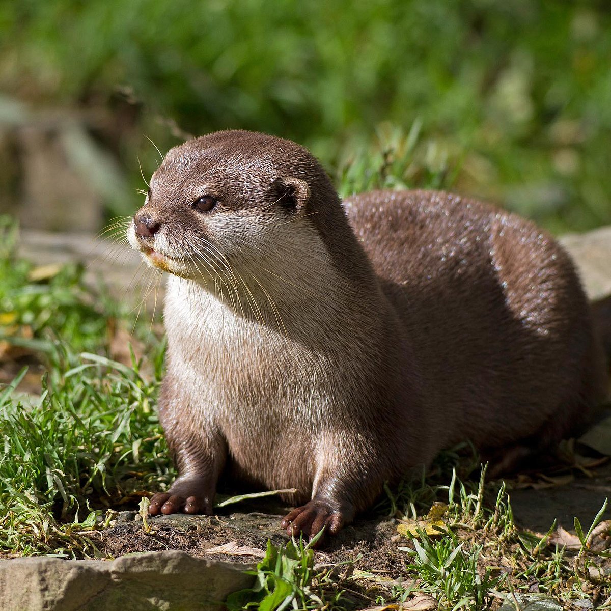 An otter in Goa