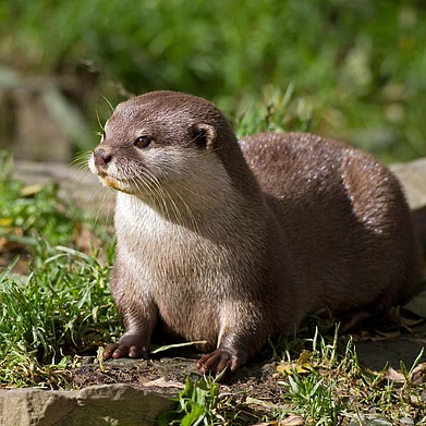 Wild Otters Research : An otter in Goa