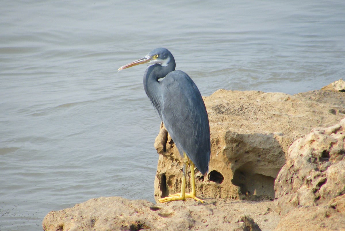 Western Reef Heron near Diu Fort