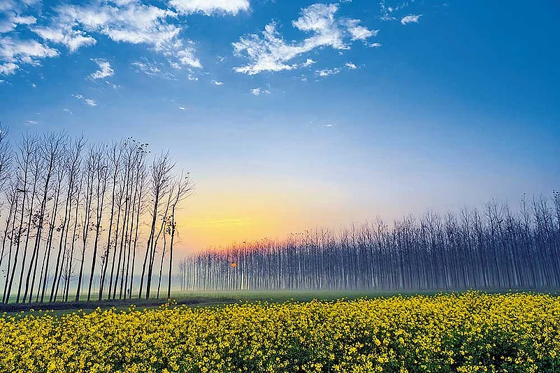 An early morning view of mustard fields in Punjab