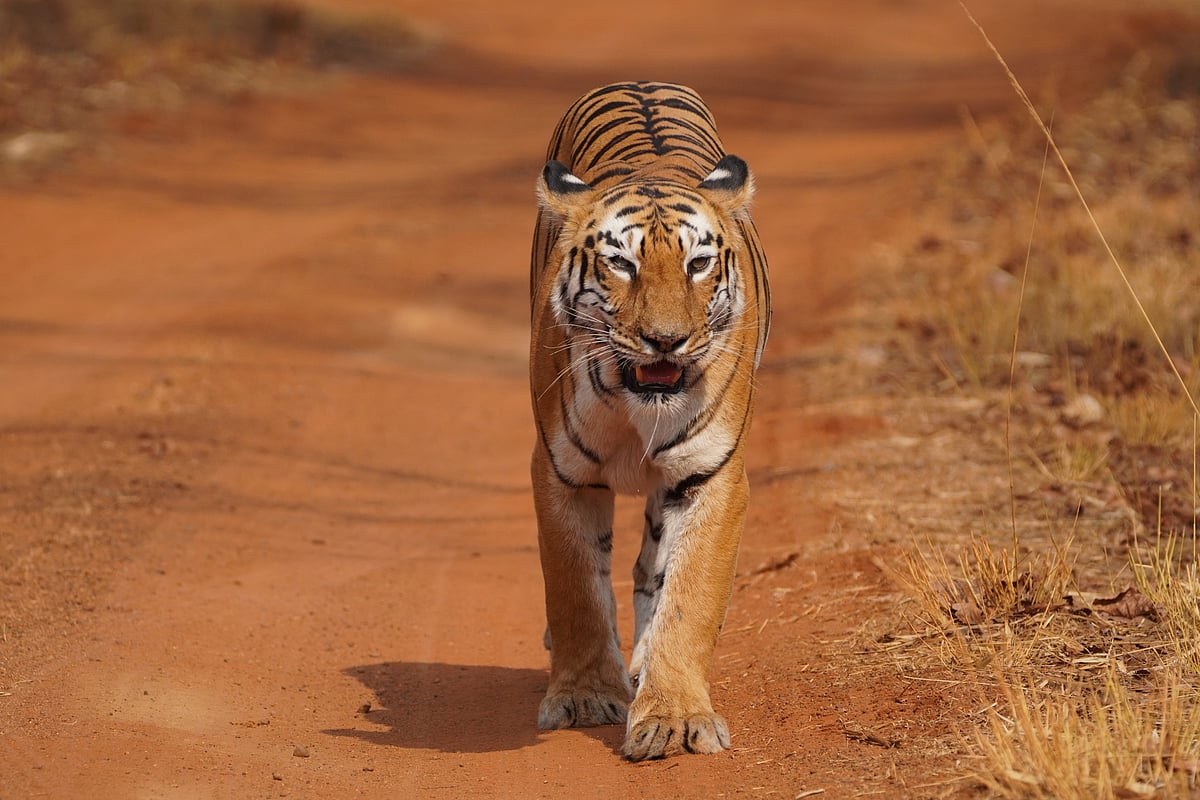 The celebrity tigress T-12 was last spotted by tourists in the summer of 2023