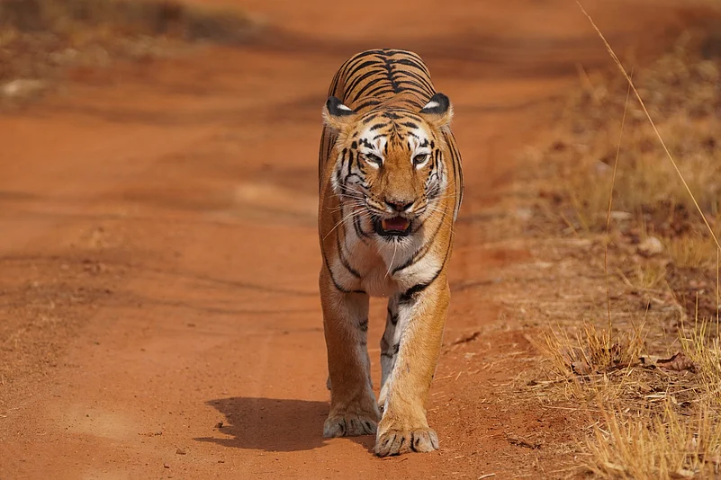 The celebrity tigress T-12 was last spotted by tourists in the summer of 2023
