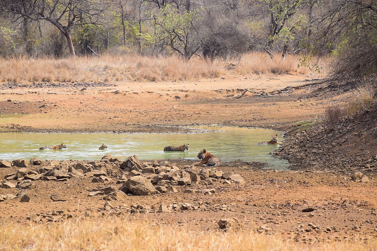 Years later, Maya continued to be seen raising cubs at the Pandharpauni Lake. Image from April 2020