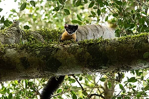Wikimedia Commons: CLPramod : A Nilgiri marten in the Nelliyampathy forest
