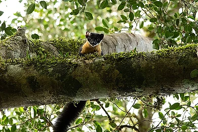 Wikimedia Commons: CLPramod : A Nilgiri marten in the Nelliyampathy forest