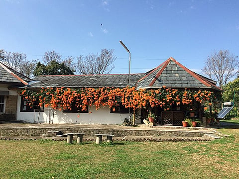 Darang Tea Estate