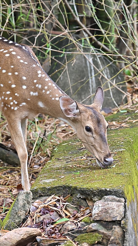 Arignar Anna Zoological Park