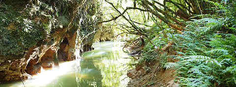 The stream outside the Waitomo Glowworm Caves, New Zealand