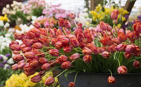 A spectacle of tulips