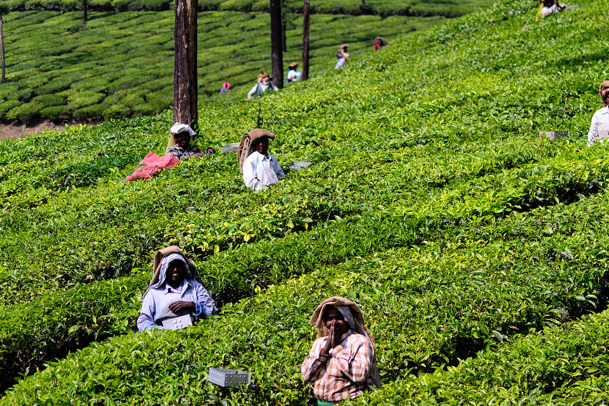 The tea pickers of Valparai
