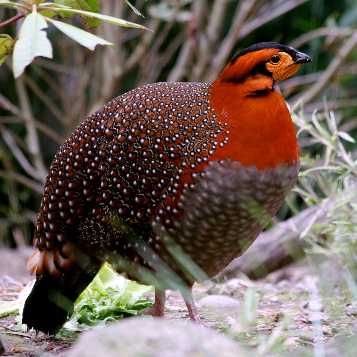 The beautiful Blyths tragopan