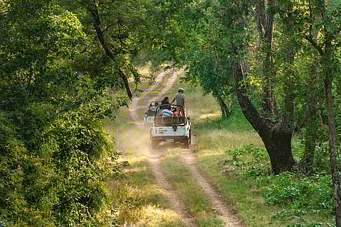 Bandhavgarh National Park, Madhya Pradesh