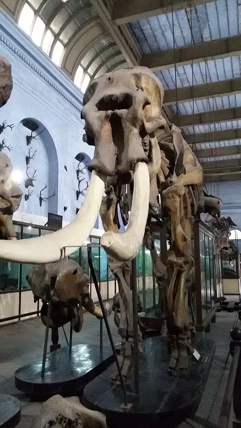 Skeleton of a mammoth at the Indian Museum