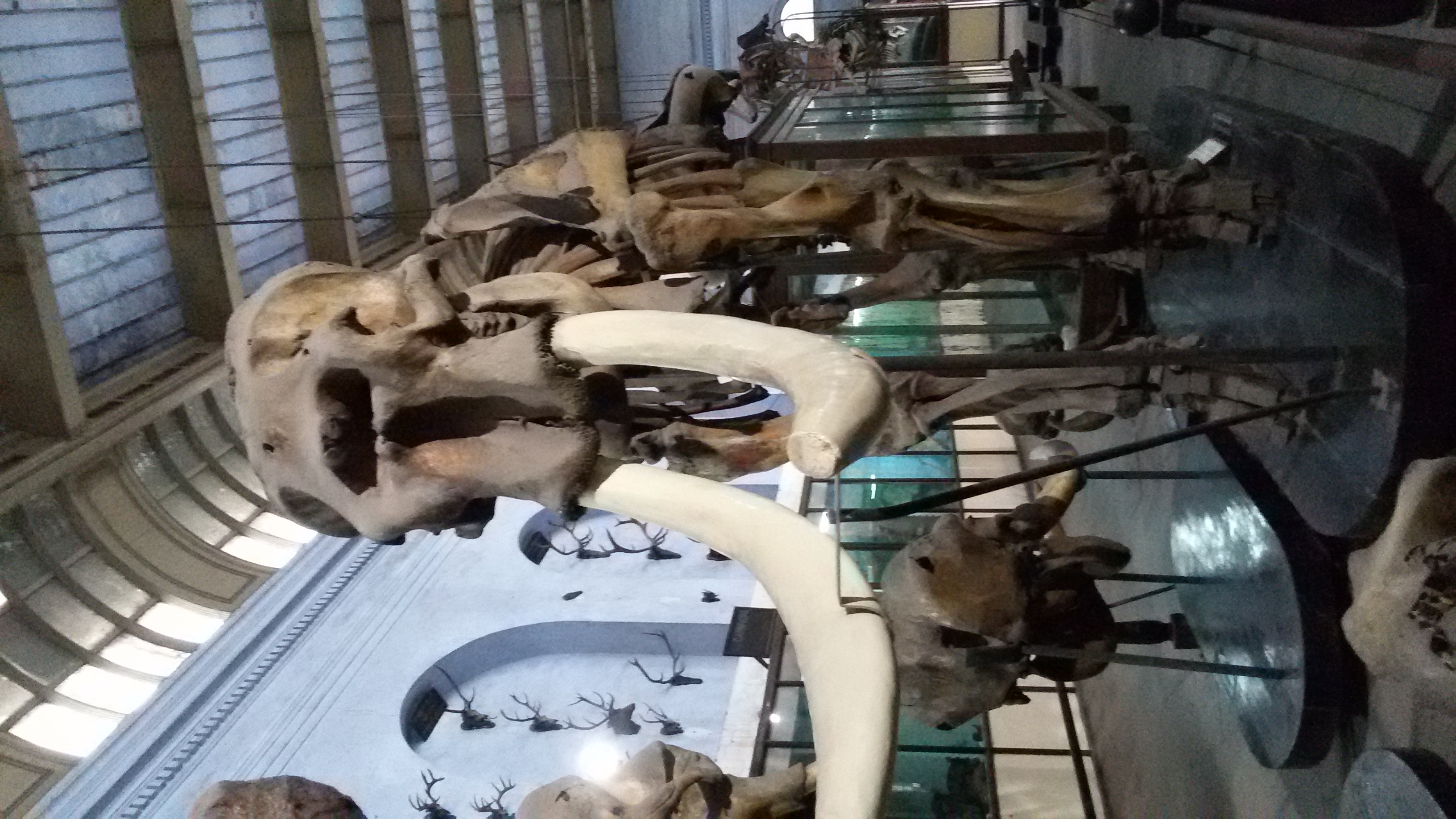Skeleton of a mammoth at the Indian Museum
