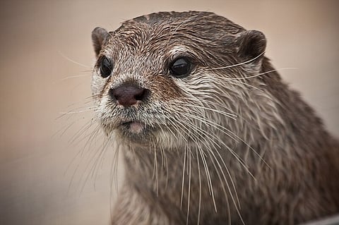 An asian small or short clawed otter in India