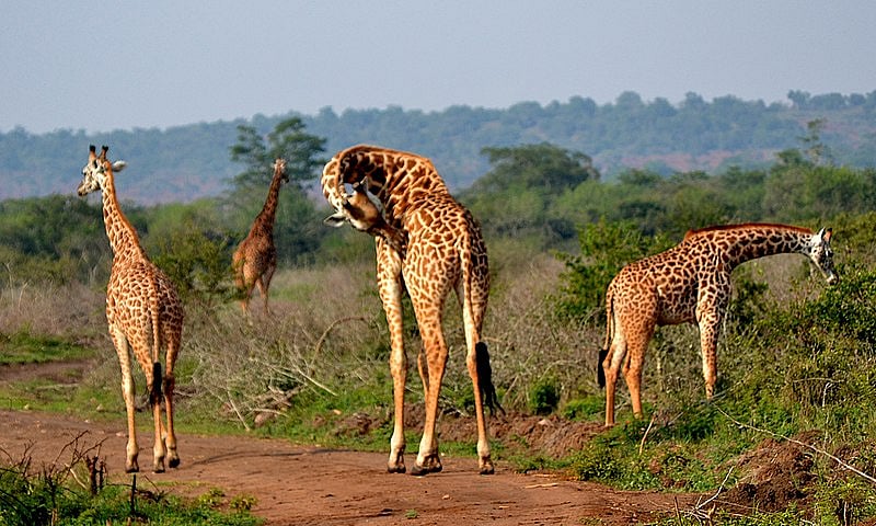 Akagera is home to Central Africas largest protected wetland